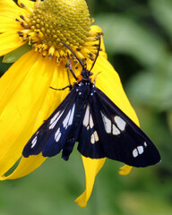 Gnophaela discreta