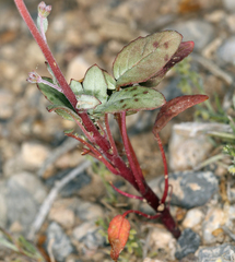 Chylismia