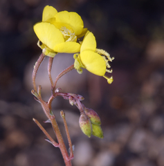 Chylismia