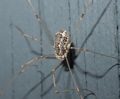 Leiobunum
