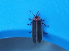 Photinus pyralis