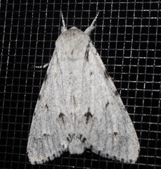 Acronicta