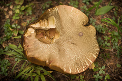 Caloboletus frustosus