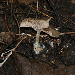 Rhodocybe