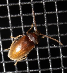 Ptilodactyla