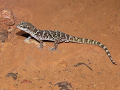 Heteronotia binoei
