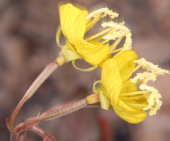 Chylismia