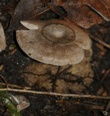 Rhodocybe