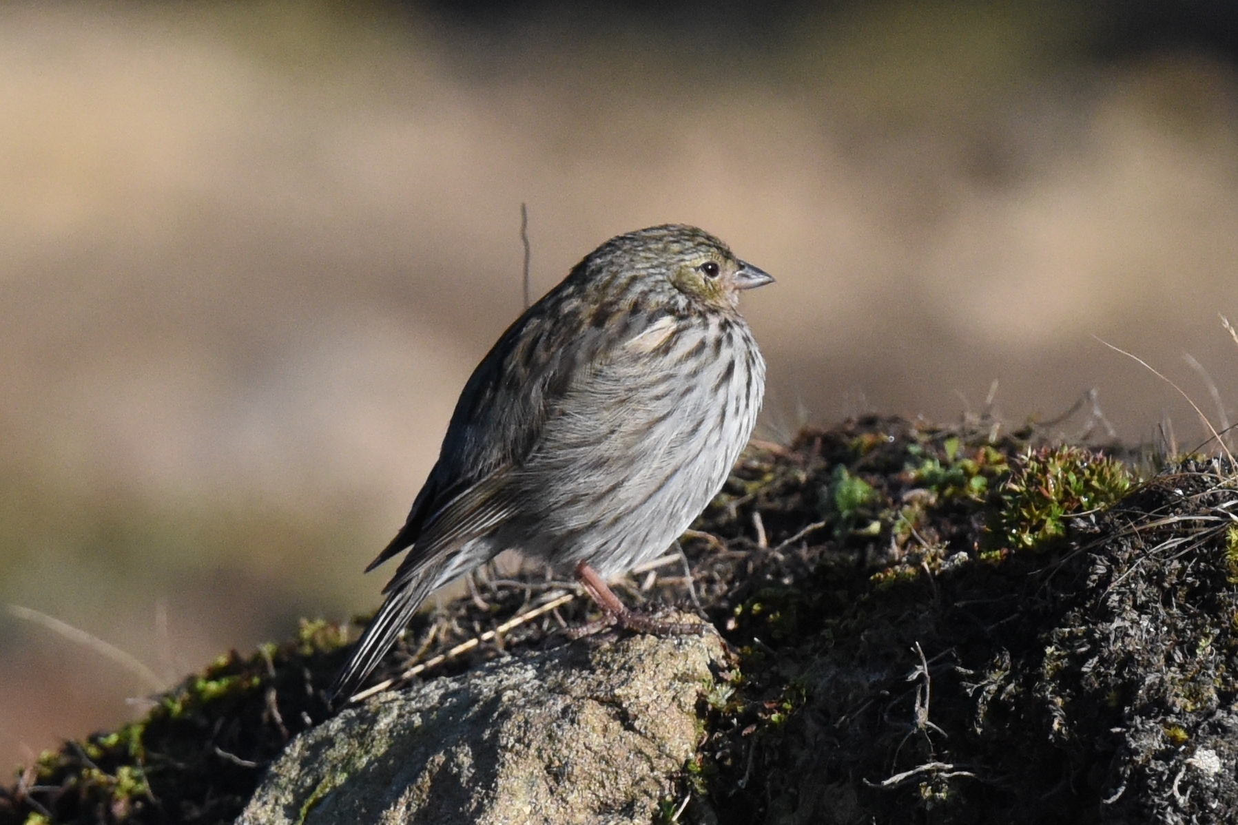 Geospizopsis unicolor image