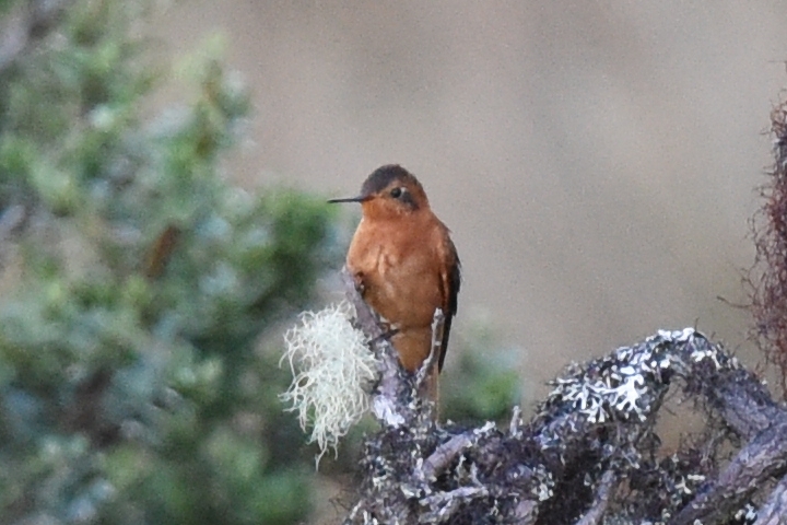 Aglaeactis cupripennis image