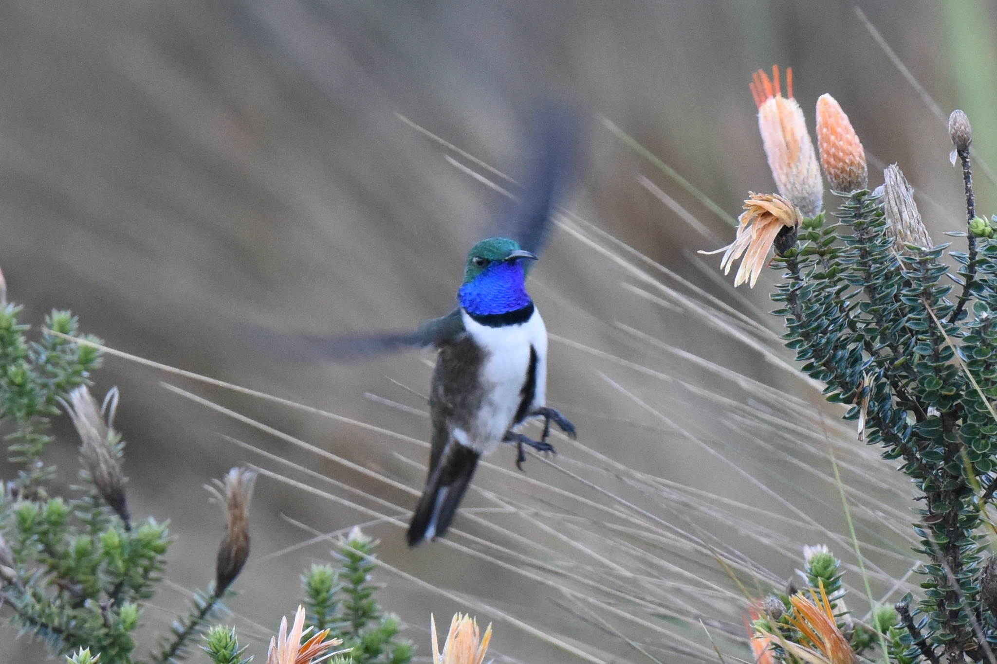 Oreotrochilus cyanolaemus image