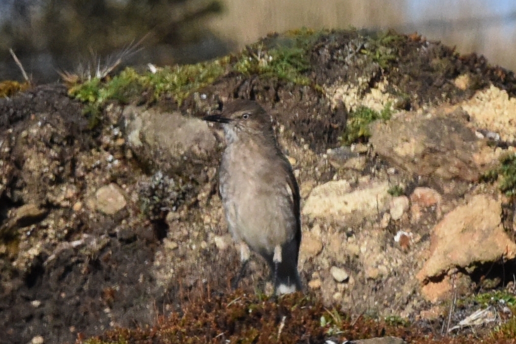 Agriornis montanus image