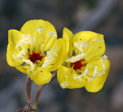 Chylismia