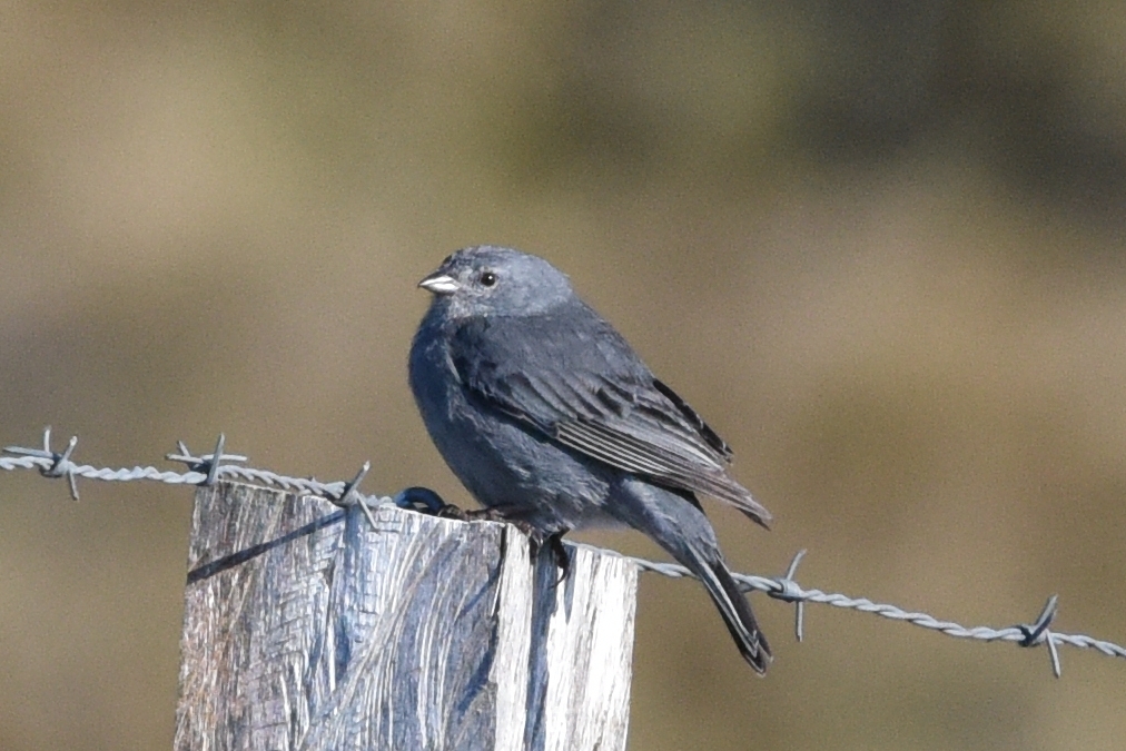 Geospizopsis unicolor image