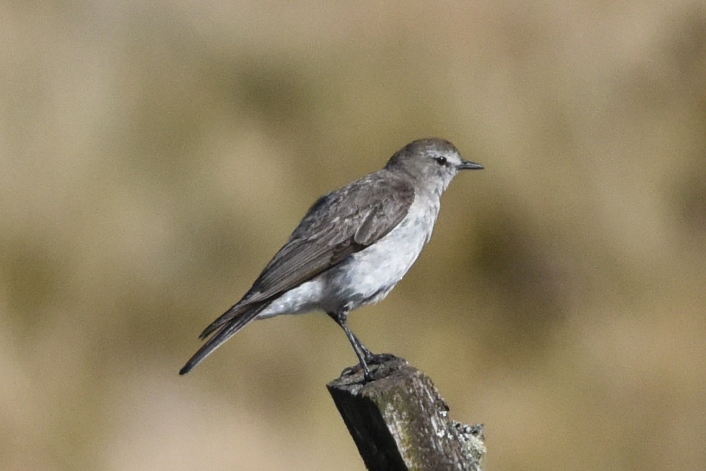 Muscisaxicola alpinus image