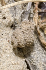 Apterona helicoidella