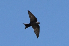 Orochelidon murina
