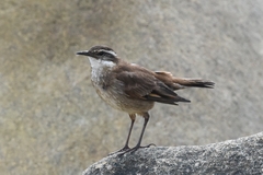 Cinclodes albidiventris