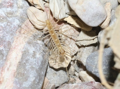 Scutigera linceci