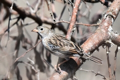 Rhopospina alaudina