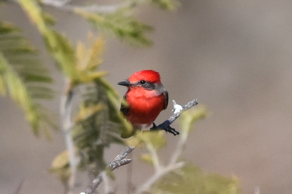 Pyrocephalus rubinus image