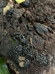 Xylaria polymorpha