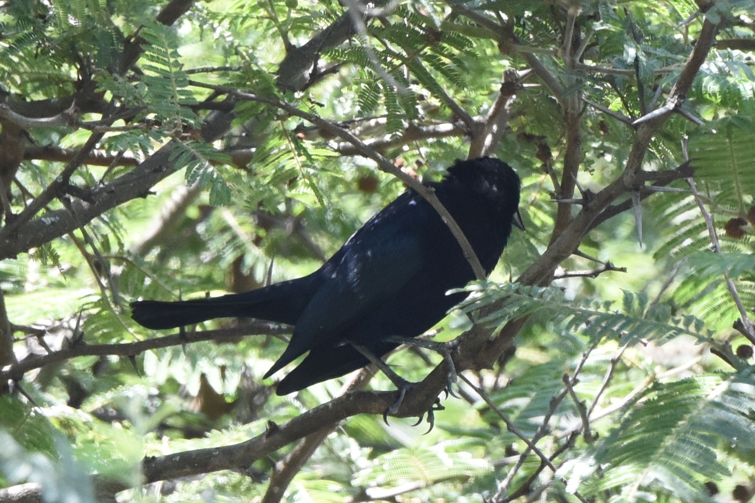 Molothrus bonariensis image