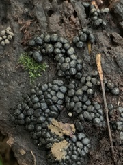 Xylaria polymorpha