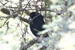 Molothrus oryzivorus