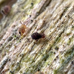 Dicyrtomina