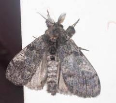 Dasychira vagans