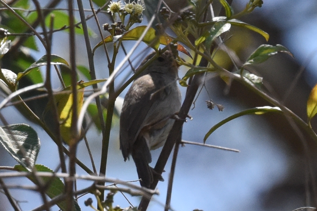 Sporophila simplex image