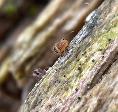 Dicyrtomina