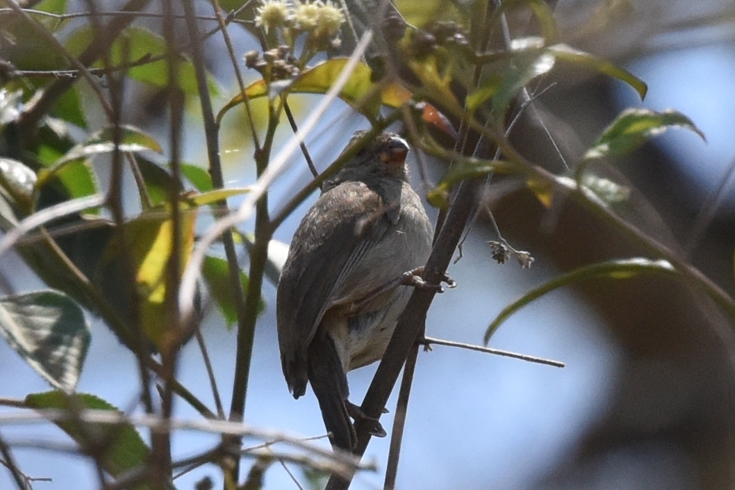 Sporophila simplex image