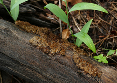 Coriolopsis gallica