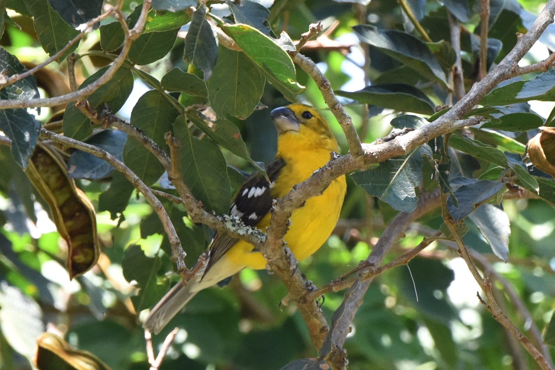 Pheucticus chrysogaster image