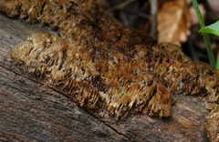 Coriolopsis gallica