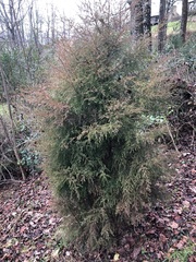 Coprosma quadrifida