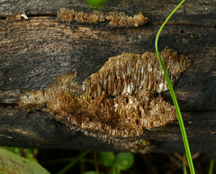 Coriolopsis gallica