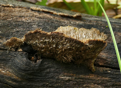 Coriolopsis gallica
