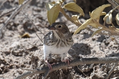 Rhopospina alaudina
