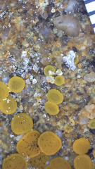 Candelariella aurella