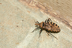 Panstrongylus geniculatus