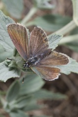 Plebejus argus