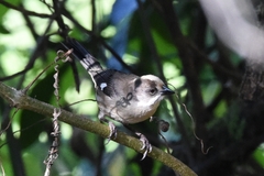 Atlapetes pallidiceps