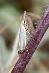 Pleurota pyropella