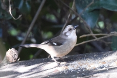 Atlapetes pallidiceps