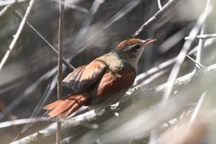 Cranioleuca antisiensis