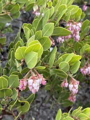 Arctostaphylos montereyensis