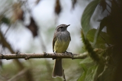 Myiopagis subplacens